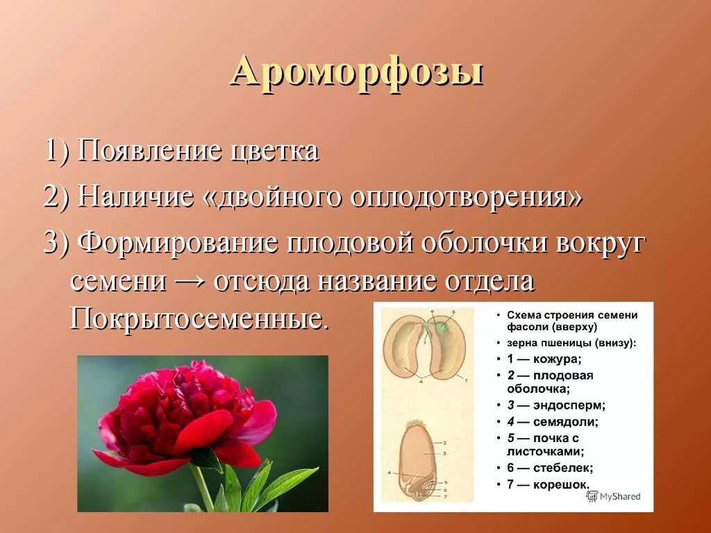 Ароморфозы покрытосеменных цветковых растений. Появление цветка. Появление цветка ароморфоз. Цветковые растения ароморфозы.