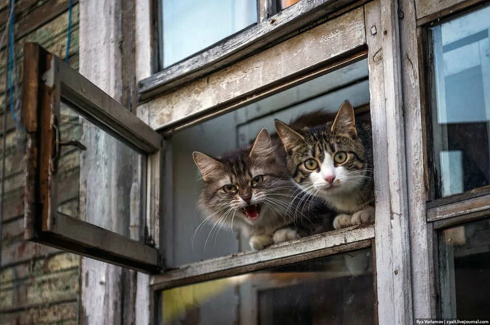 Кошки в окне купить в москве. Кошки на окошке. Кот на окне. Коты в окне. Котенок у окна.