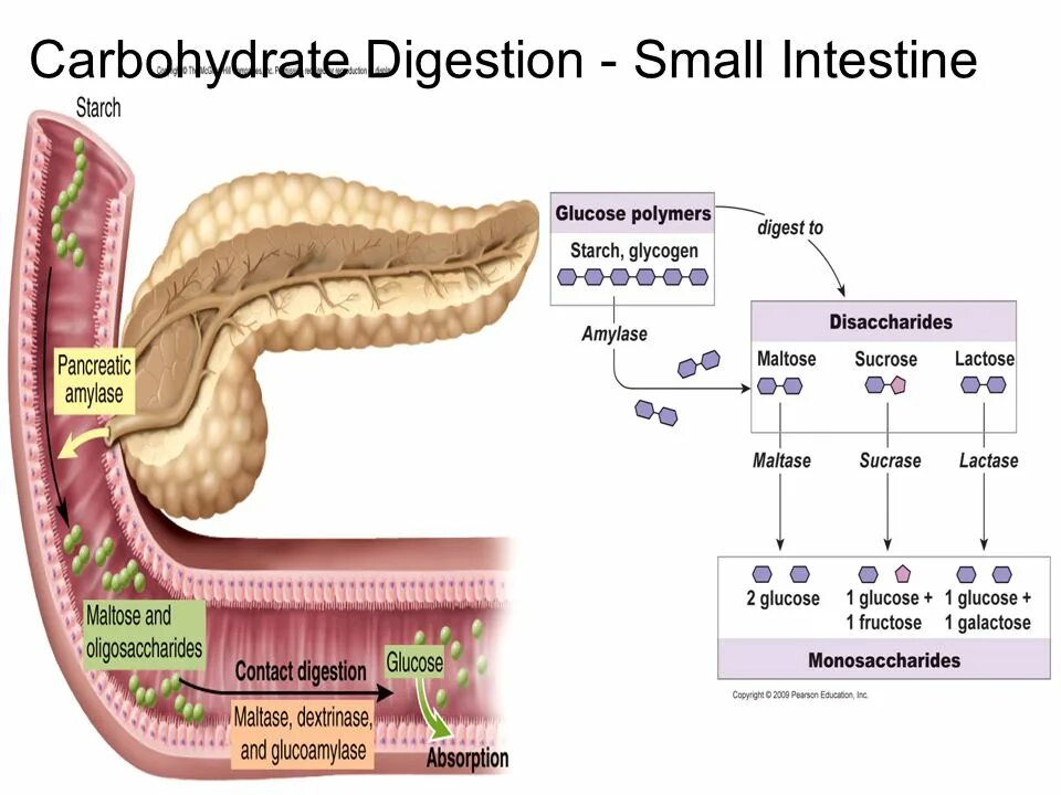 Тонкий кишечник тест. Digestion of carbohydrates. Small intestine absorption. Structure of the Digestive System.