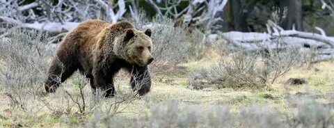 Bear got
