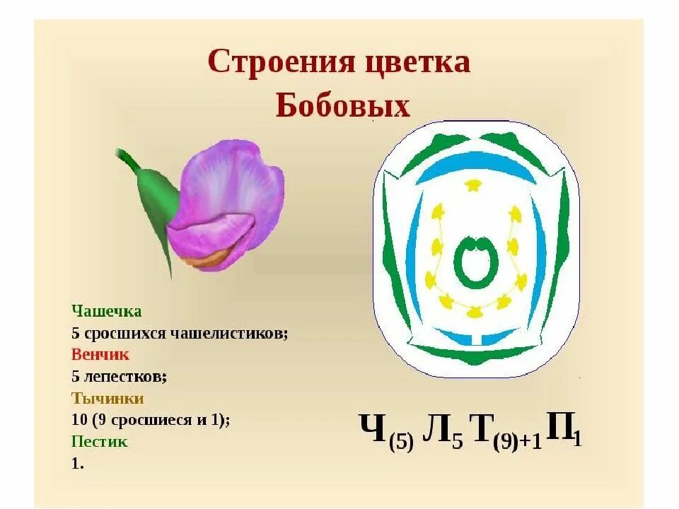 Диаграмма цветка однодольных. Формула цветка покрытосеменных растений. диаграмма семейства мотыльковых. диаграмма цветка мотыльковых. семейство мотыльковые диаграмма цветка.