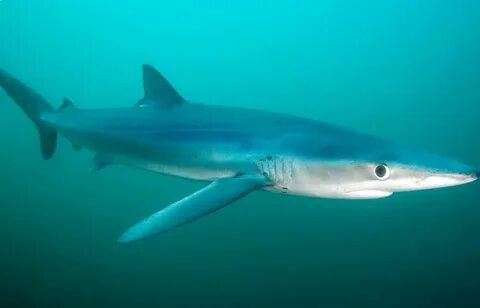 Корабль blue shark