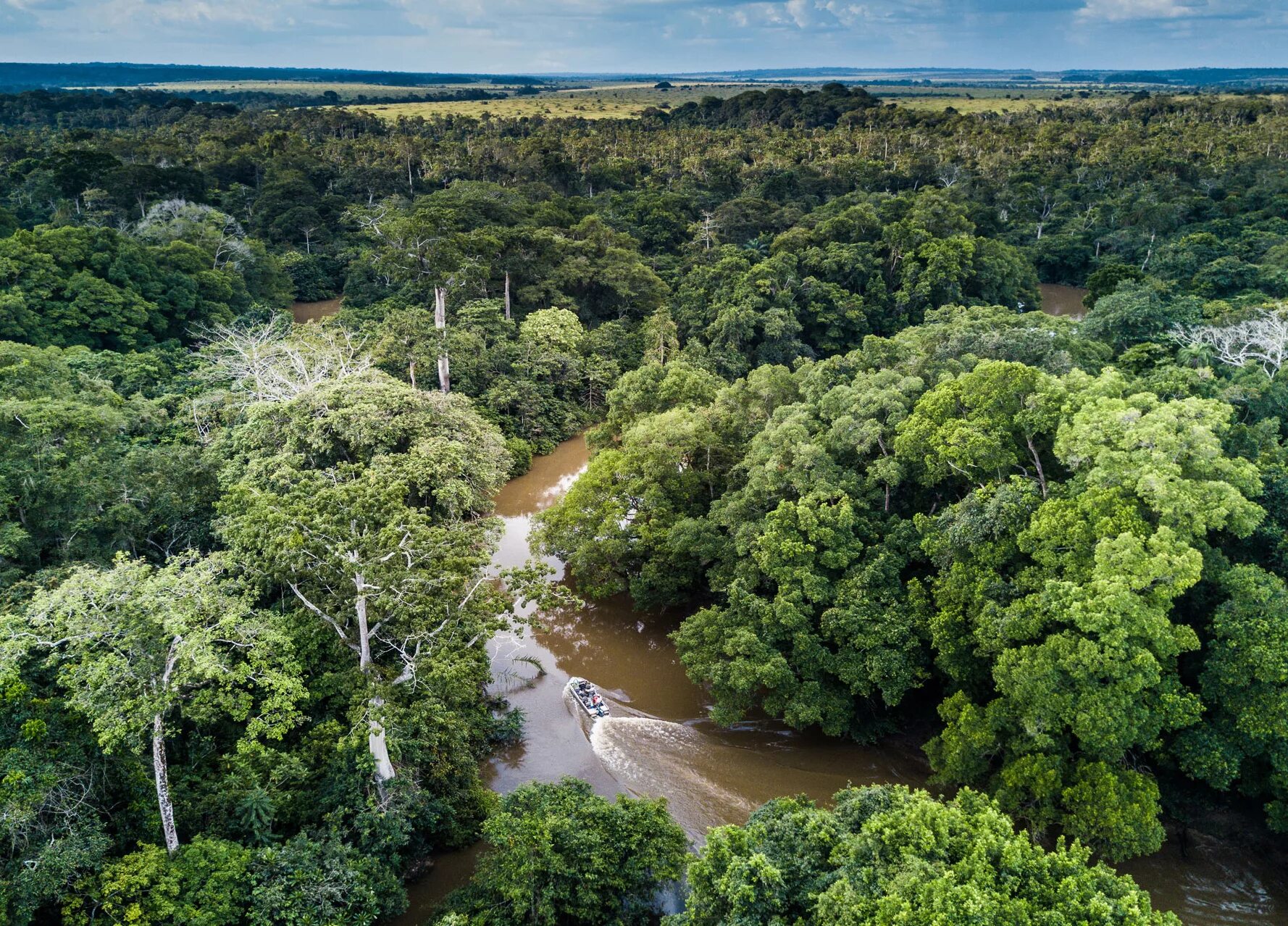 лес юар. площадь лесов в африке. леса африки. обезлесение в индии. тропические леса демократической республики конго.