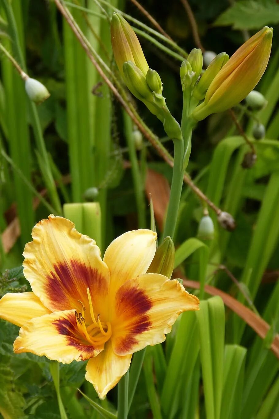 Хемерокалис цветок фото и описание выращивание. Лилейник Гарденс. Хемерокалис лилейник. Лилейник "Flower Garden". Гемерокаллис.