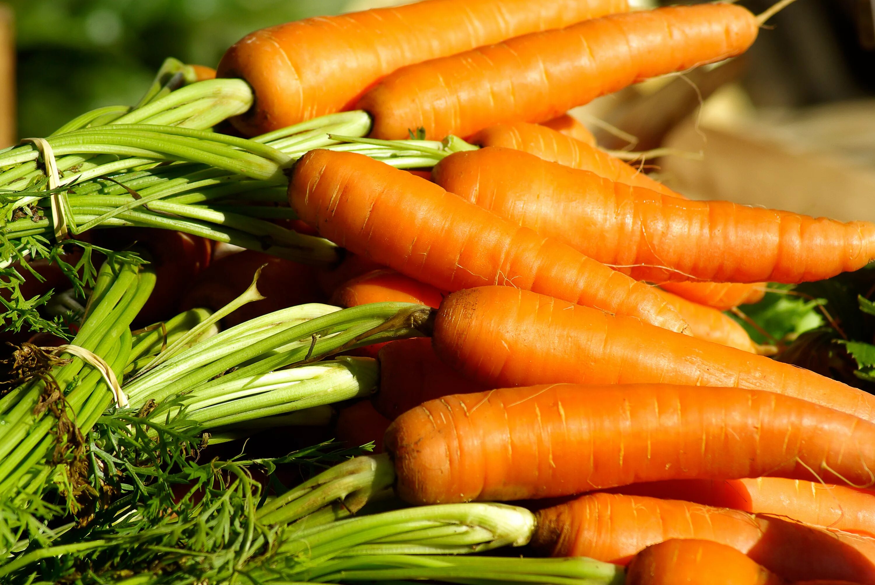 Carrot vegetable. Морковь Монанта. Морковь КАРВОРА. Овощи морковь. Морковь картинка.