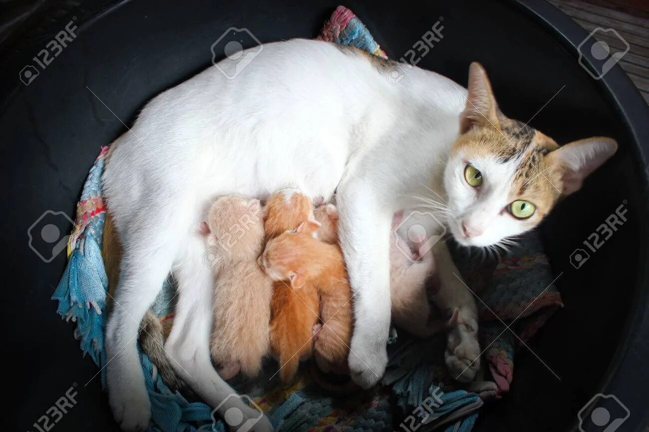 Кошка и котята после родов. Кошка кормит котят. Кормящая кошка. Радость материнства кошка. Кошка вскармоивает кота.