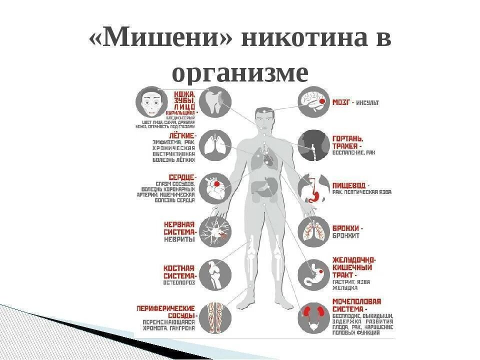 Сколько вырабатывает организм. Выработка никотина в организме человека. Никотин вырабатывается в организме человека. Влияние никотина на организм человека.