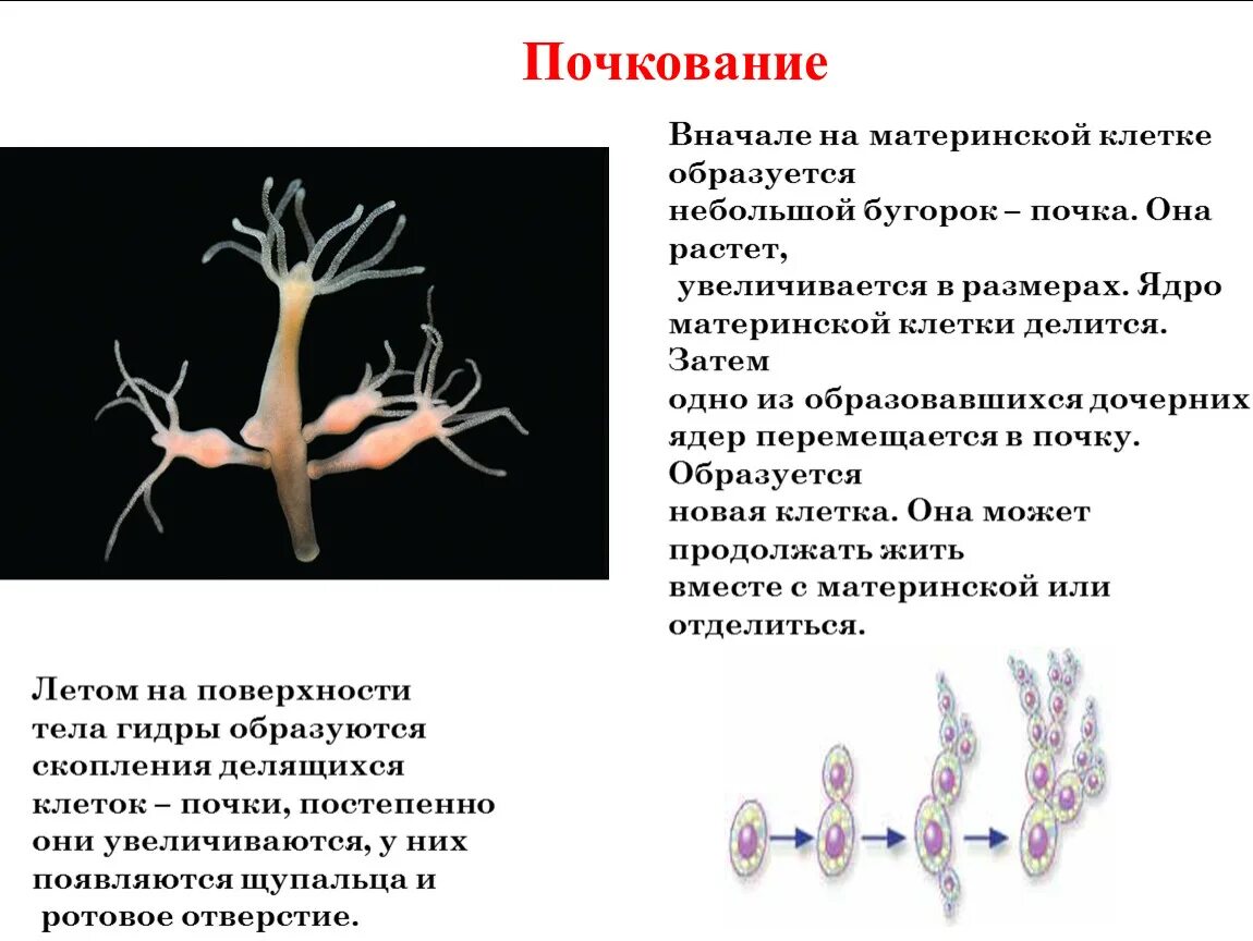 Почкование бесполое размножение. Размножение гидры почкование. Деление почкованием. Почкование кишечнополостных.