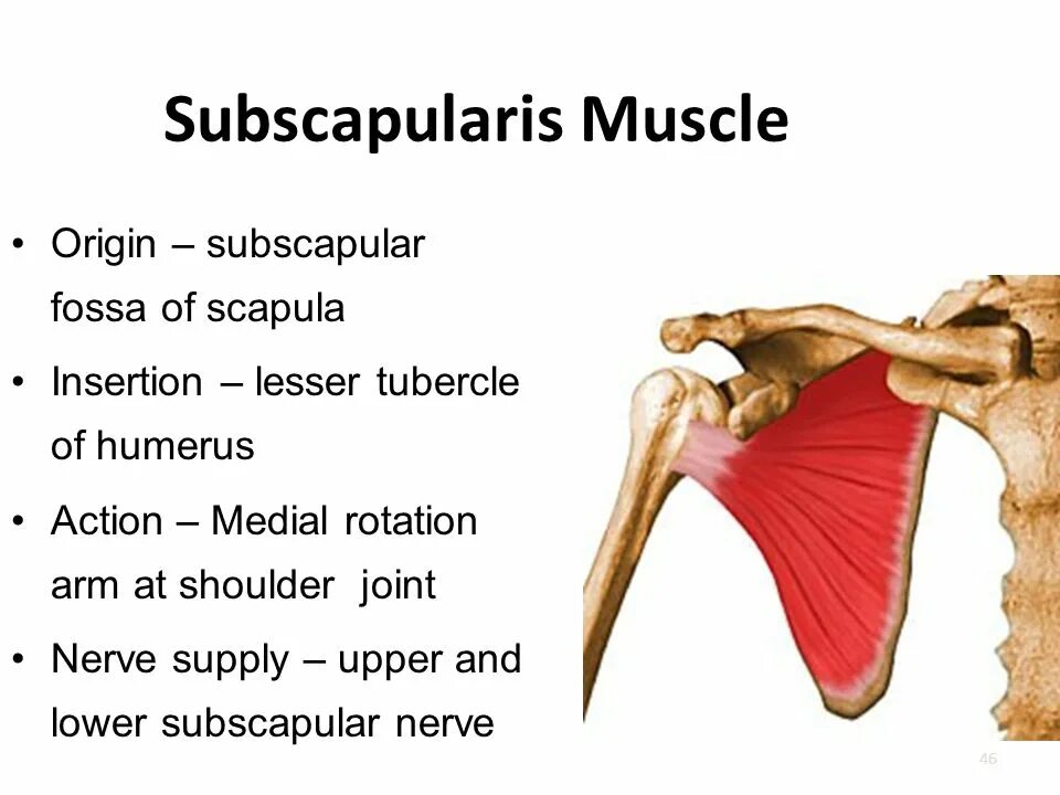 Fossa subscapularis. Subscapularis. subscapular muscle. фосса субскапулярис. aa. subscapularis.