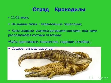 Чем отличаются пресмыкающиеся от земноводных