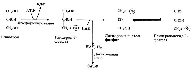 Глицерин атф. Глицеральдегид 3 фосфат в глицерол 3 фосфат. Глицерол превращается в глицерол 3 фосфат. Образование глицеральдегид 3 фосфат. Глицерол в глицерол фосфат.