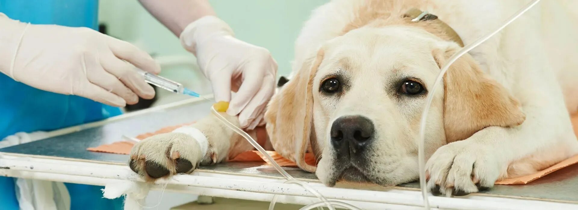 Операции ветеринаров. Пироплазмоз собак Ветеринария. Ветеринарная онкология. Стерилизация Ветеринария.