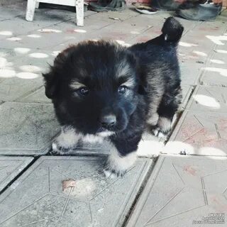 Взять собаку даром в москве