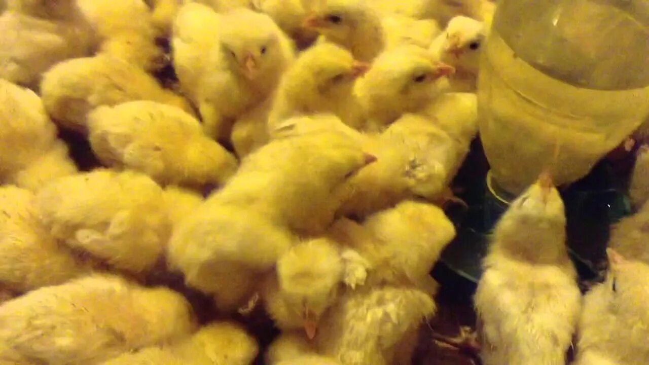 Как сделать домашнего цыпленка