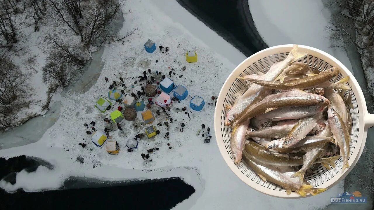 Гнет рыбы. Подледная навага красная икра. Авача рыба. Рыбак поймал корюшку на Неве. Фото зимней рыбалки на корюшку.