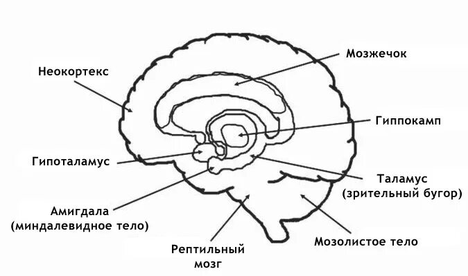 Как работает мозг? Вестник-Интересник Дзен