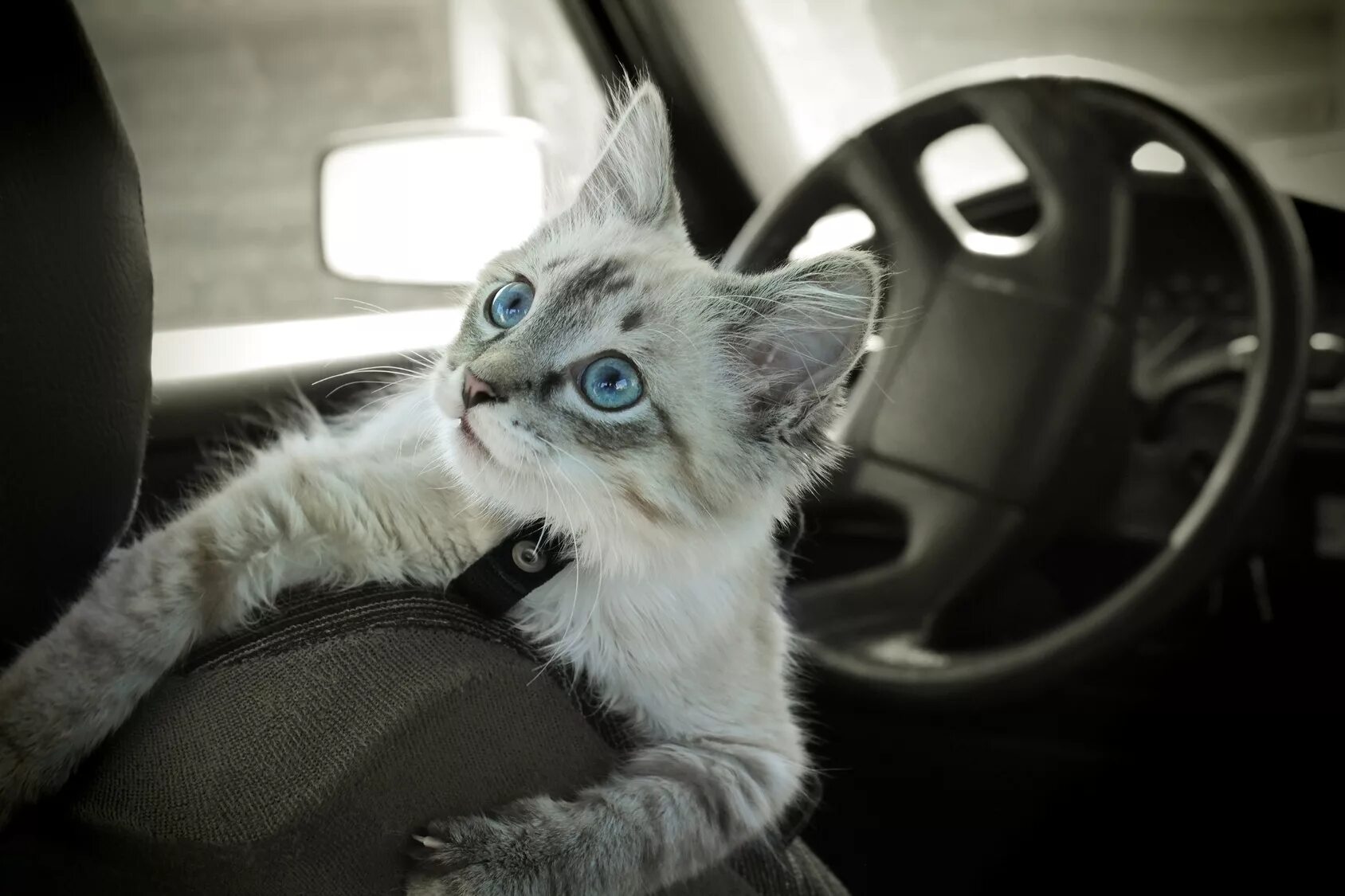 Кот едет. Котенок в машине. кот за рулем. котенок за рулем машины. котэ на машине.