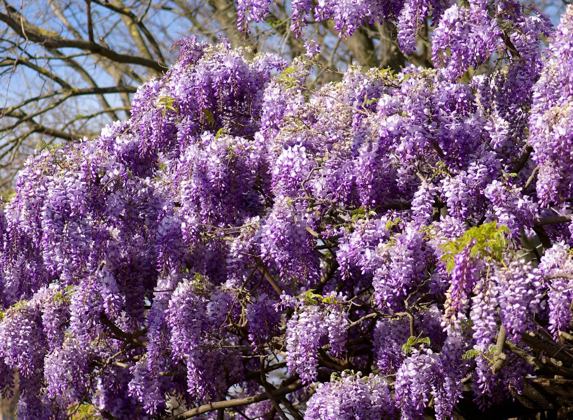 Глициния Вистерия Синенсис. Вистерия Глициния обильноцветущая. Wisteria sinensis Глициния китайская. Глициния сиреневая "китайская". Фиолетовое дерево название