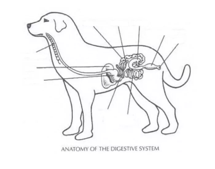 Пищевод собаки