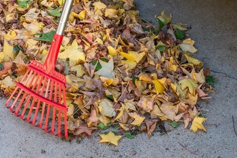Rake leaves