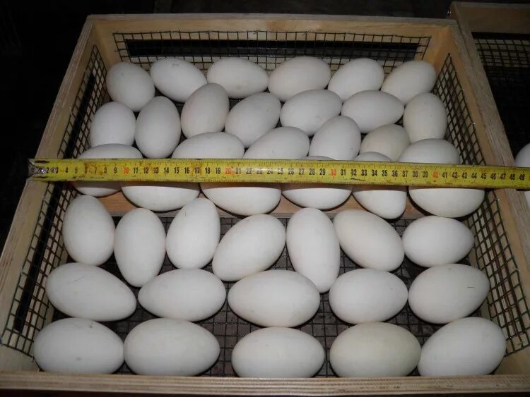 Купить яйца кур несушек для инкубатора. Инкубатор Теплушка гусиные яйца. Гусиные яйца в инкубаторе. Инкубатор гусиные яйца Золушка. Инкубируем гусиные яйца.
