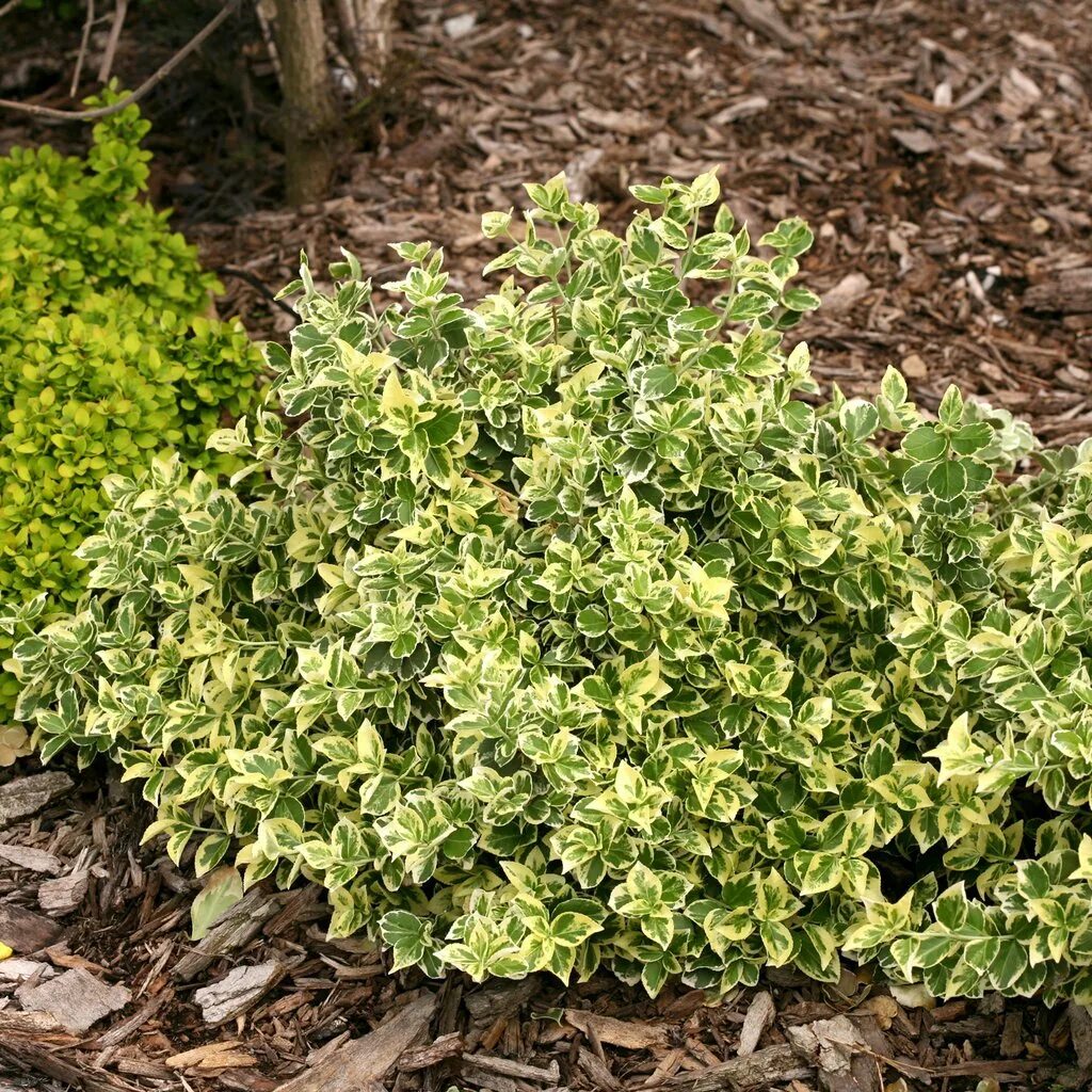 Бересклет форчуна сорта фото. Бересклет форчуна &#039;argenteo-variegata&#039;. бересклет форчуна. бересклет форчуна (euonymus fortunei). бересклет эонимус.