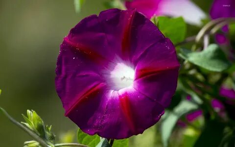 Morning glory