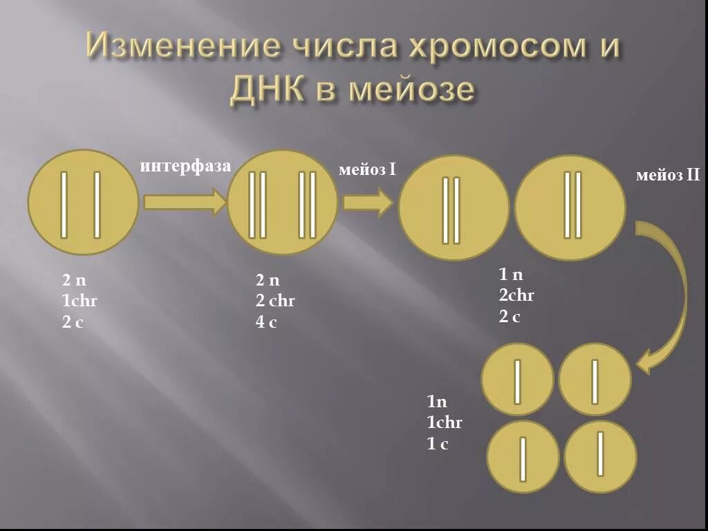 Набор хромосом и днк клетки 2n2c. Изменение числа хромосом в мейозе. Изменения количества хромосом это:. 2n2c набор хромосом. 2n4c набор хромосом.