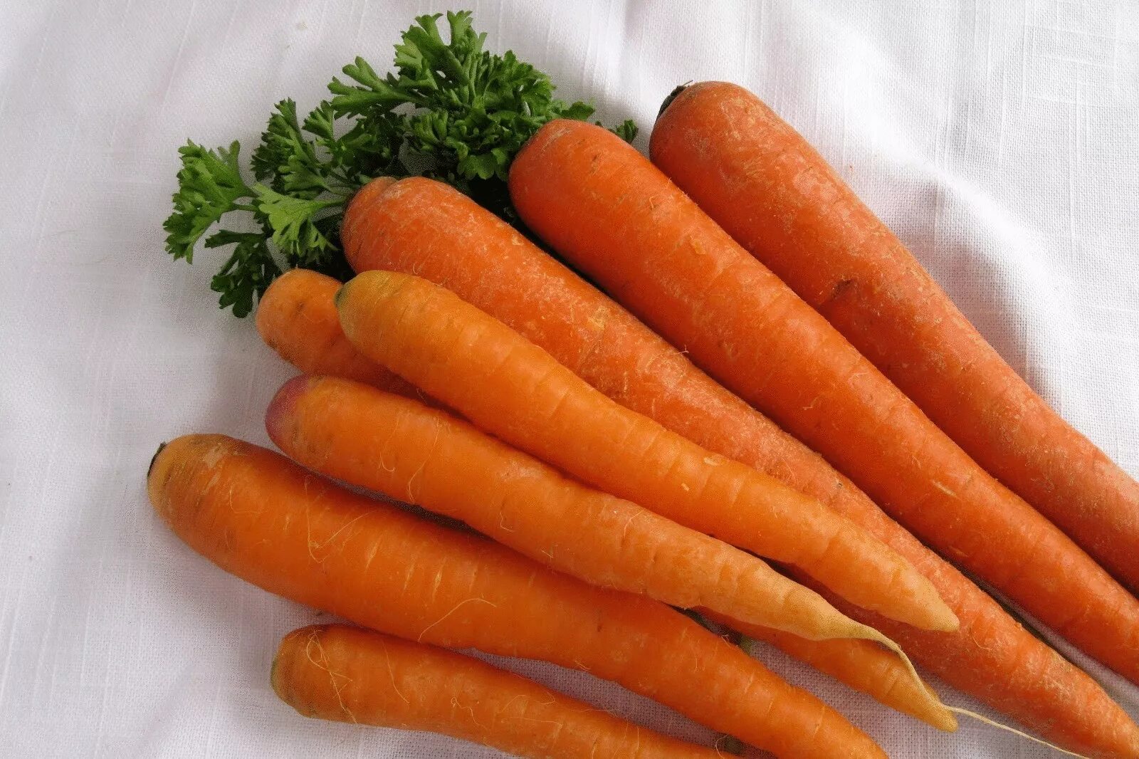 Carrot vegetable. Сорт моркови Наполи. Морковь Наполи f1 AGROELITA. Морковь Парижская Каротель. Овощи морковка.