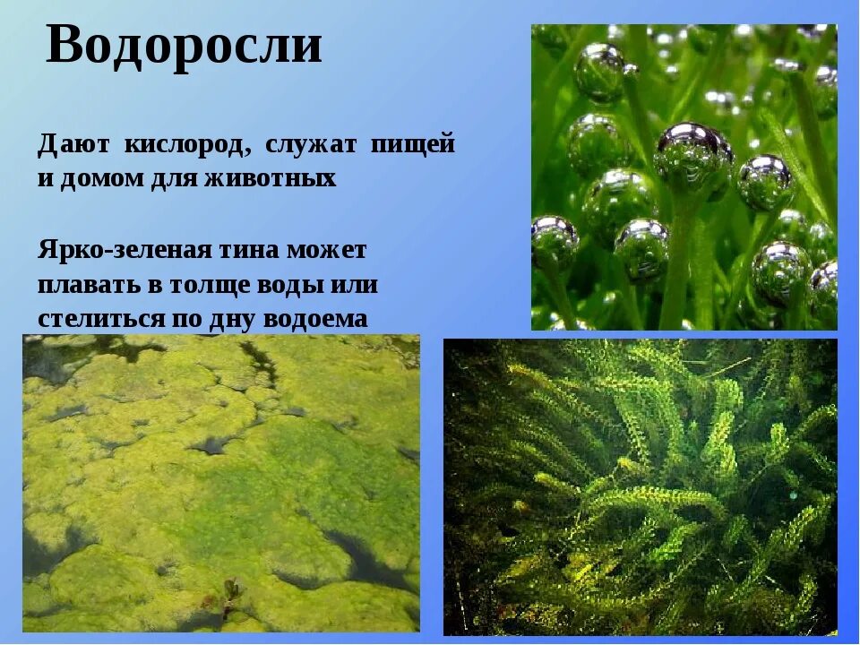 В результате чего образуются водоросли. Водоросли пресных водоемов. Водоросли обитающие в пресной воде. Растения обитающие в воде. Водоросли в водоемах названия.