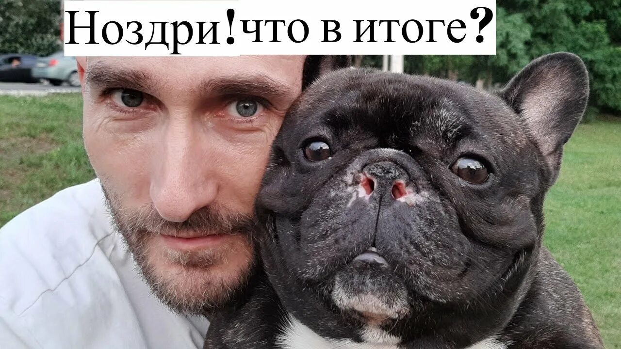 Злой бульдожка ссыт на тапки. Узкие ноздри у французского бульдога. Операция на нос французскому бульдогу. Ноздри французского бульдога. Пластика ноздрей французский бульдог.
