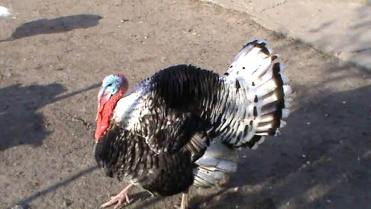 Индюк корова. Индюк корова. Индюк корова. Регистрация коровы. Самовлюбленный индюк.