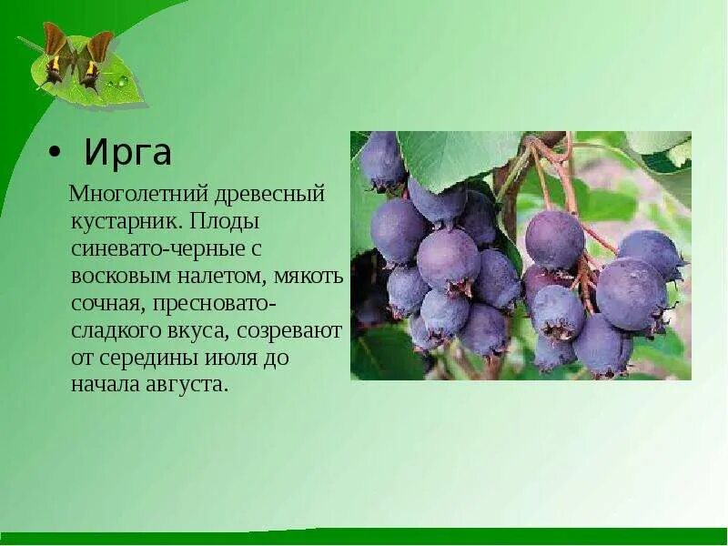 Саженцы Ирга (каринка) - купить в Ярославле, цена 300 руб., продано 29 мая 2021 
