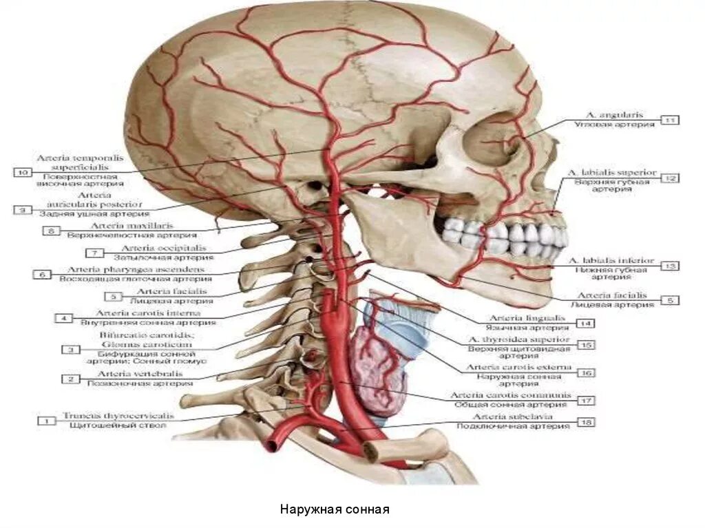 Артерии анатомия. Крупные артерии. Наружная Сонная артерия топография. Артерии головы и шеи анатомия.