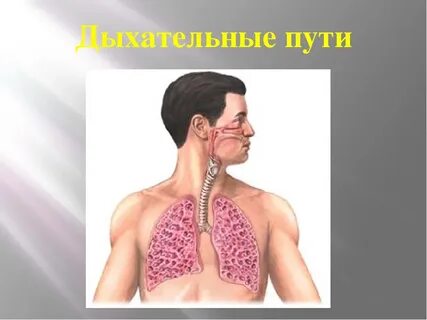 Нижнее дыхание верхнее дыхание