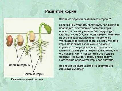 Корень развивающийся из корешка зародыша называют