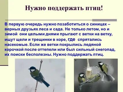 Птицы леса 2 класс