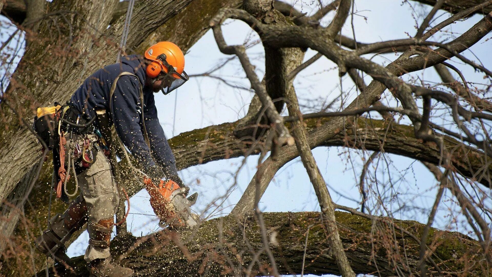 Свисая дерево. Упавшее дерево. Сломанное дерево. Вальщик деревьев. Угрожающие деревья.
