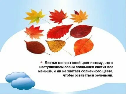 Польза осенних листьев. Польза осенних листьев