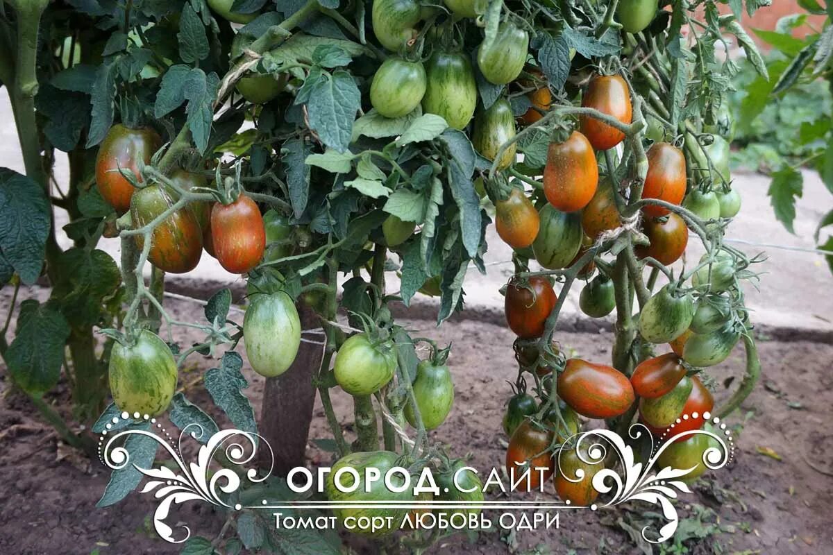 Томаты серии гном любовь одри. Томат любовь одри отзывы. Помидоры без семян. Томат любовь одри характеристика. Томат любовь одри характеристика.