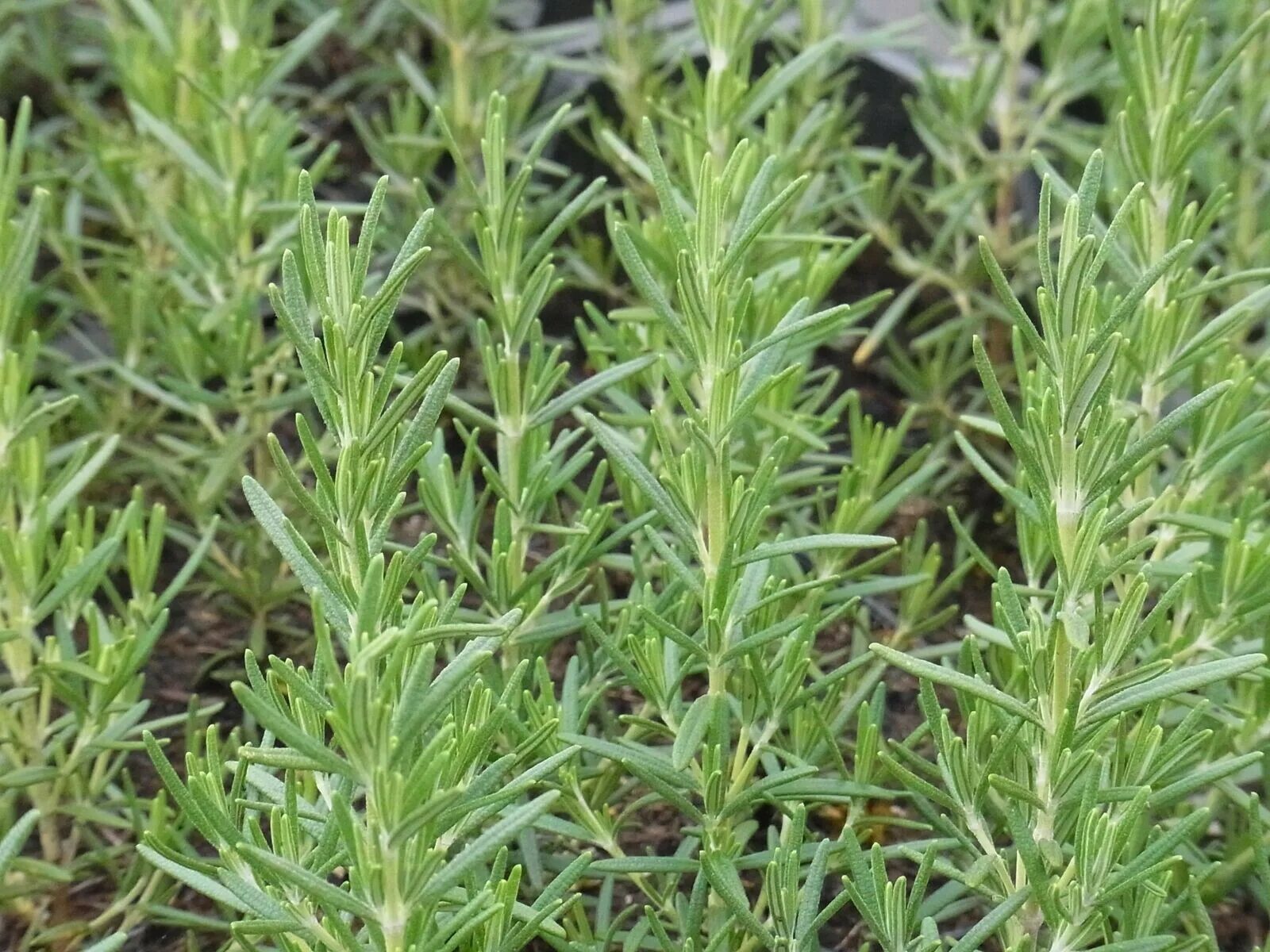 Розмарин 1. Розмарин (rosmarinus). Розмарин фокстейл. Розмарин 1 кг. Rosmarinus officinalis.