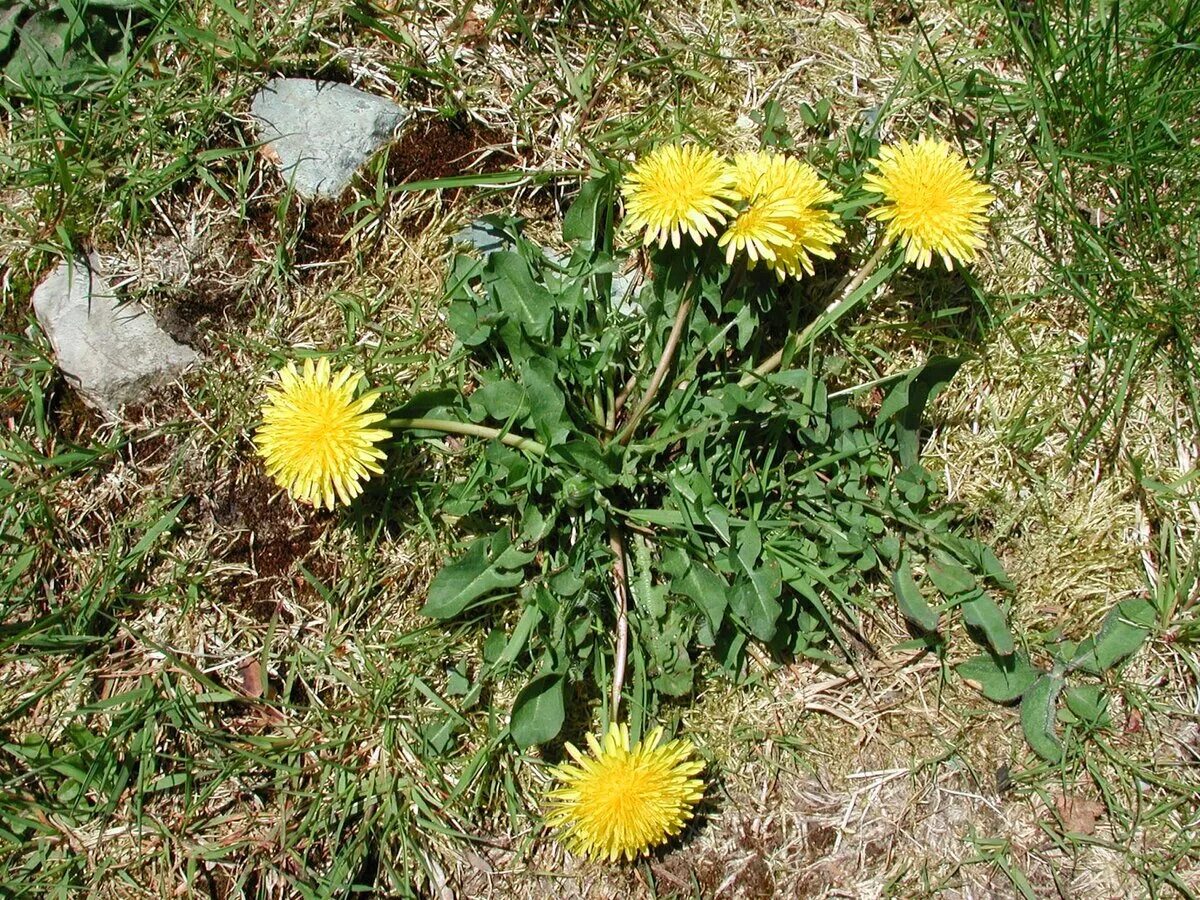 Taráxacum officinále - одуванчик обыкновенный[. Одуванчик (Taraxacum officinale f.). Пазник стержнекорневой. Одуванчик лекарственный (Taraxacum officinale Wigg.) Препараты.