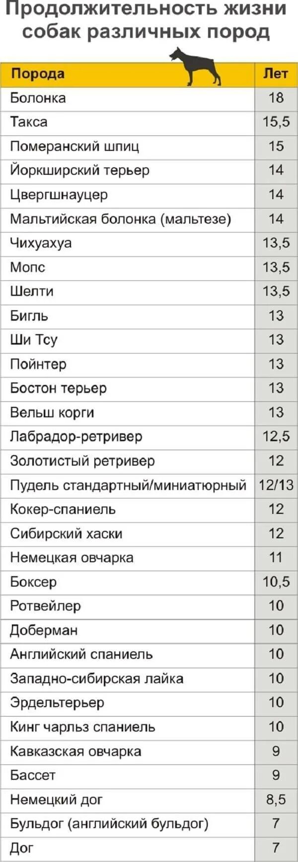 Л сколько живет. Средняя Продолжительность жизни разных пород собак. Средняя Продолжительность жизни крупных собак. Продолжительность жизни мелких пород собак. Таблица Продолжительность жизни собак породистых.