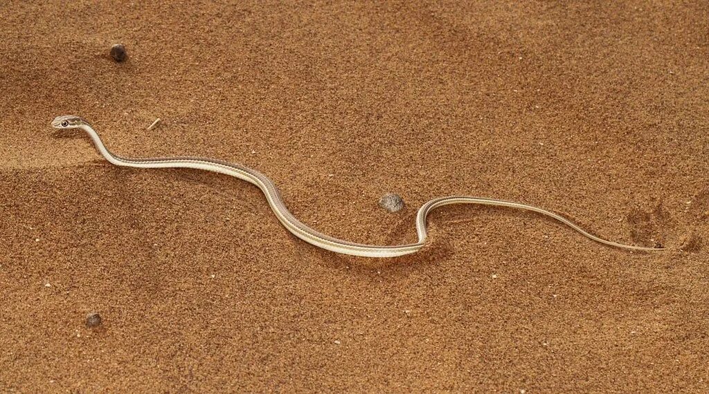 Змеи пустыни Намиб. Намиб змея. Песчаная змея|зерbг. Намибийская Песчаная змея. Искушение песчаного змея читать