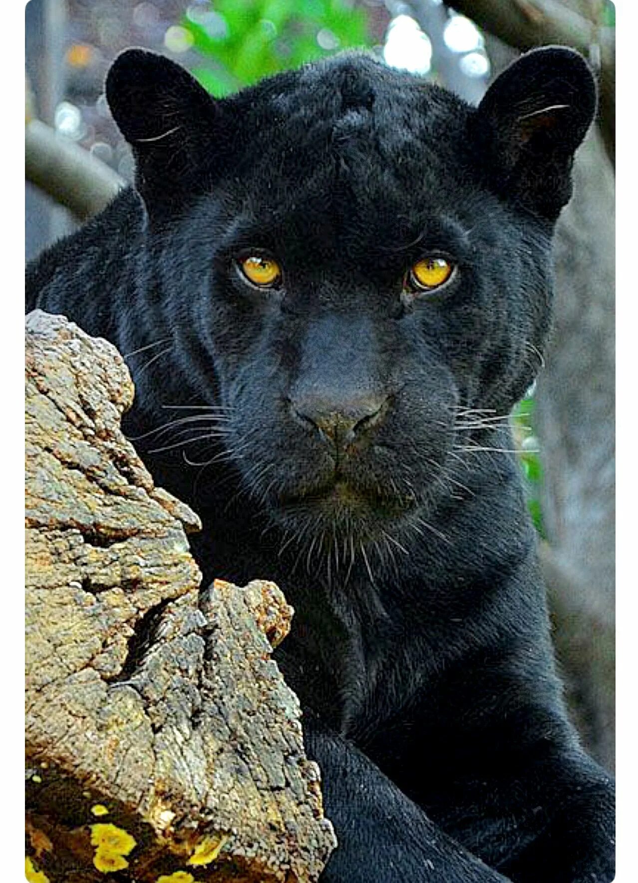 jaguar Inaja 20 jaar artis IMG_0264 Jaguar animal, Panther, Black jaguar