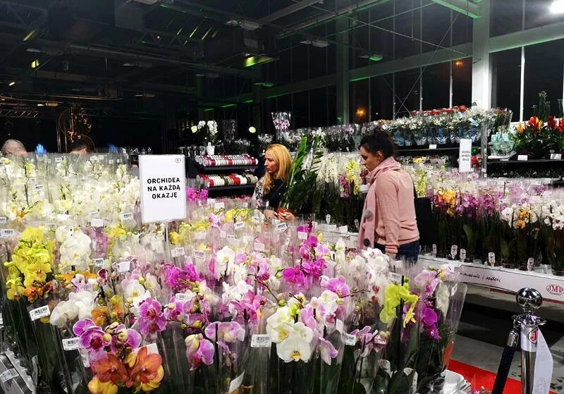 Орхидеи со склада. Ашан орхидеи. Орхидеи со склада. Джей эм пи флауэрс орхидея. Орхидеи в леруа мерлен.