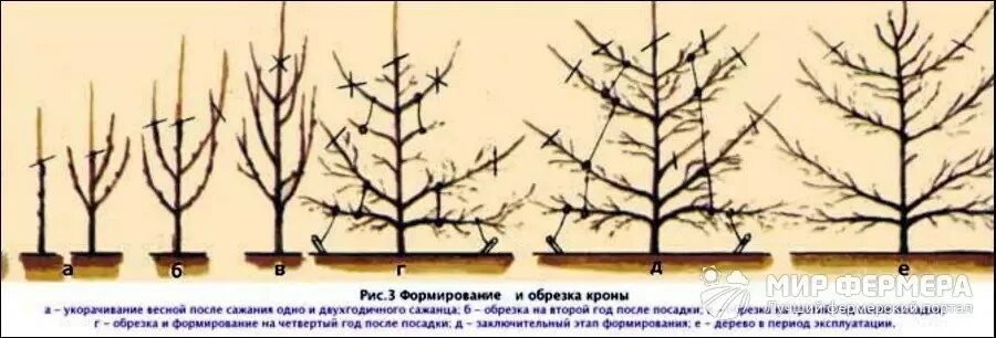 Как правильно обрезать груши видео. Формировка кроны яблони. Саженец яблони формировка кроны. Формировка саженца яблони. Формировка кроны яблони осенью.