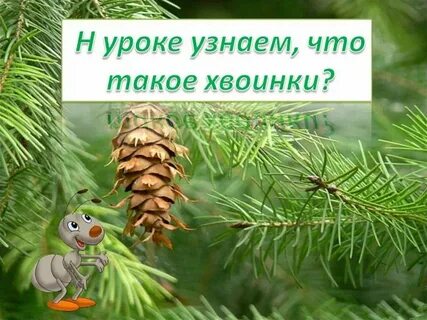 Рэш что такое хвоинки 1 класс