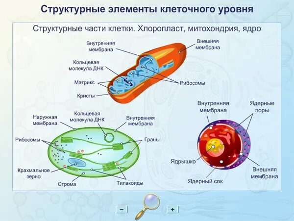 Митохондрия уровень организации