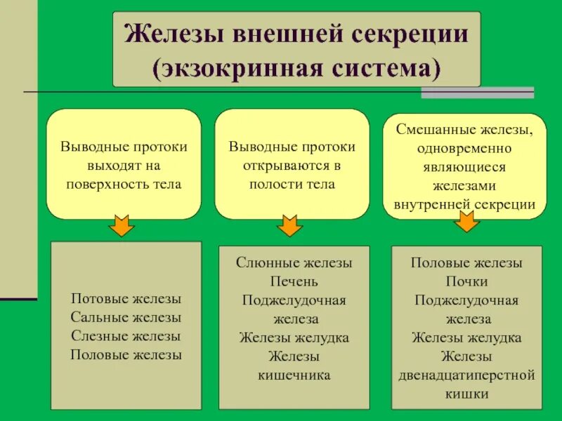 Железы внешней секреции экзокринные. Типы желез внешней секреции. Экзокринные железы это железы внешней секреции. Железы внутренней и внешней секреции таблица. Железы внешней секреции биология 8 класс